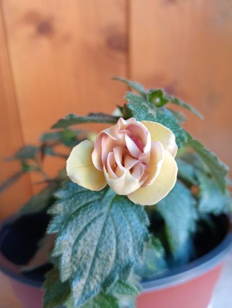 2025 - BriDs Luisa Maria