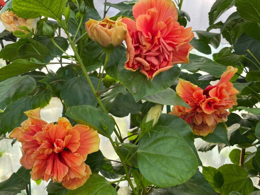  - 0006 - Hibiscusi 2025 - 2