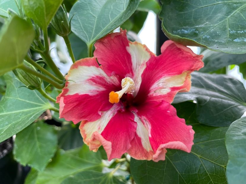  - 0006 - Hibiscusi 2025 - 2