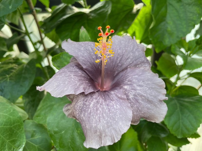  - 0006 - Hibiscusi 2025 - 2