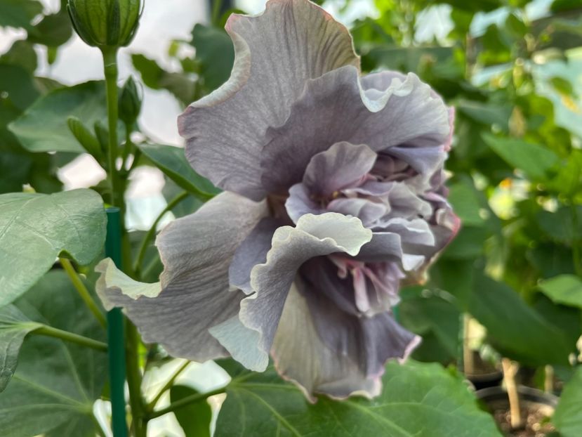  - 0006 - Hibiscusi 2025 - 2