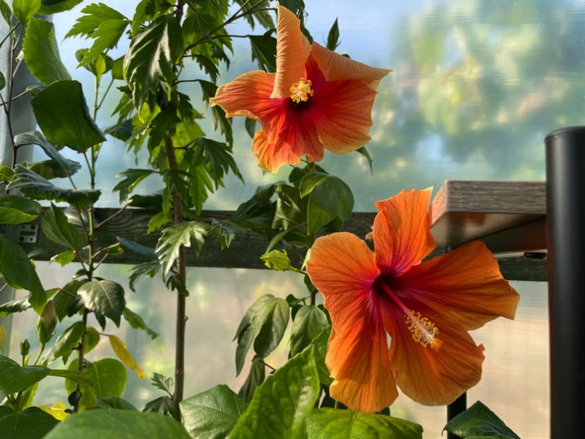  - 0006 - Hibiscusi 2025 - 2