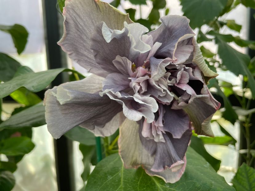  - 0006 - Hibiscusi 2025 - 2