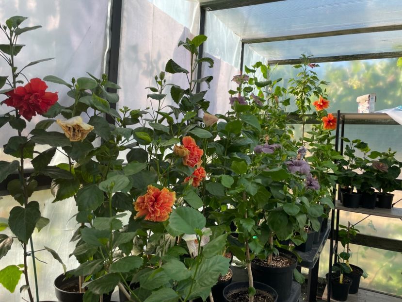  - 0006 - Hibiscusi 2025 - 2