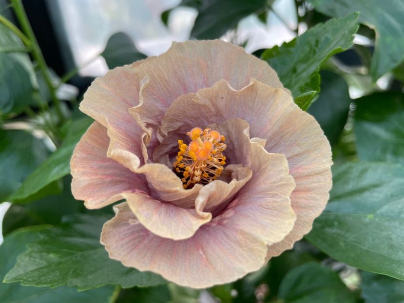  - 0006 - Hibiscusi 2025 - 2