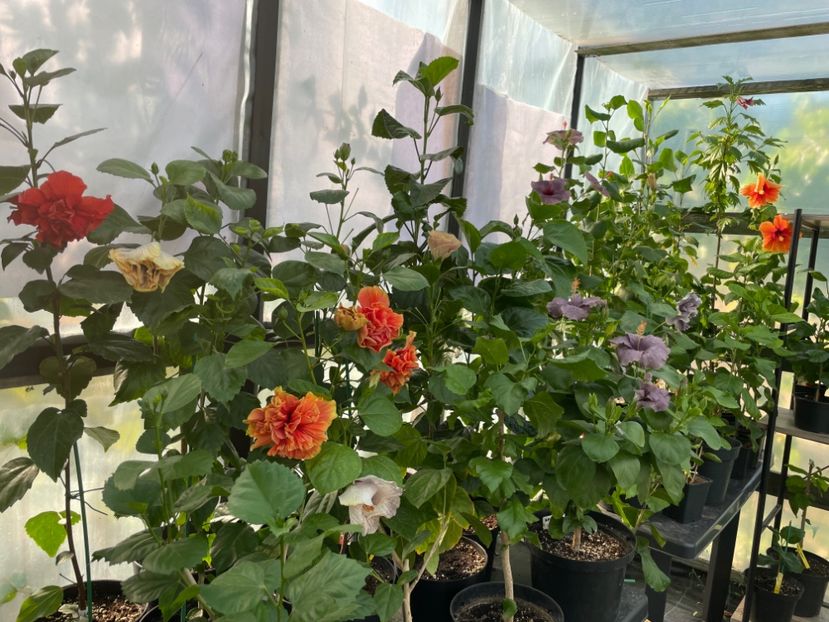  - 0006 - Hibiscusi 2025 - 2