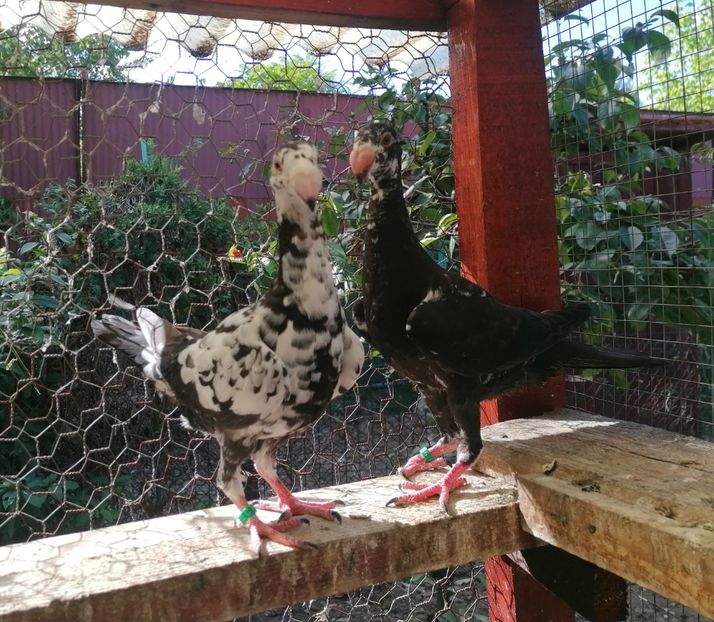 Puii 2025 - Voiajori germani de frumusețe 2025