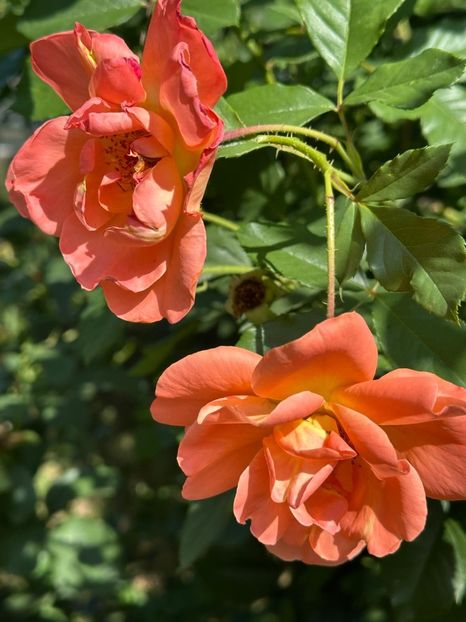 Imagine WhatsApp 2025-08-26 la 22.16.15_05702031 - 0 00 0 10 26 08 2025 grd Roman