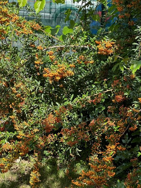 Imagine WhatsApp 2025-08-26 la 22.16.15_e096adc9 - 0 00 0 10 26 08 2025 grd Roman