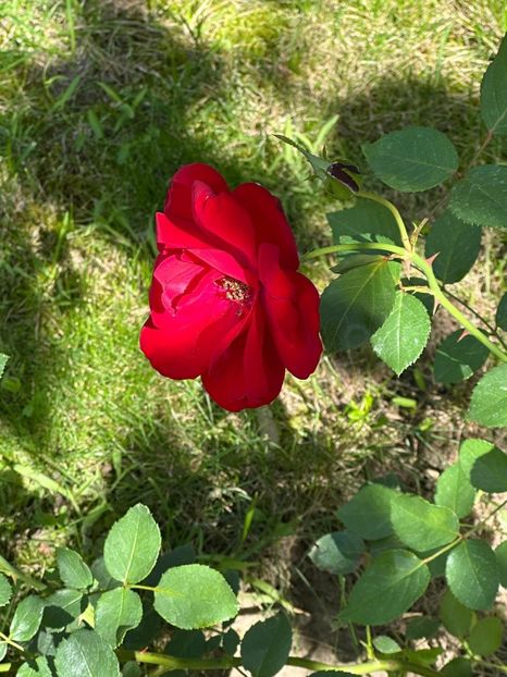 Imagine WhatsApp 2025-08-26 la 22.16.15_ebf84ca5 - 0 00 0 10 26 08 2025 grd Roman