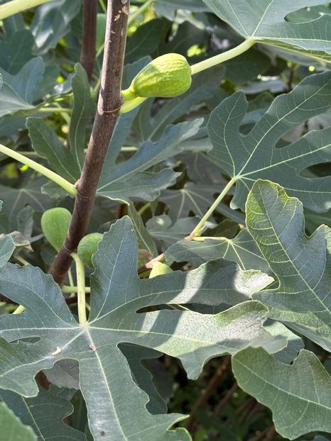 Imagine WhatsApp 2025-08-26 la 22.16.15_ecccefea - 0 00 0 10 26 08 2025 grd Roman