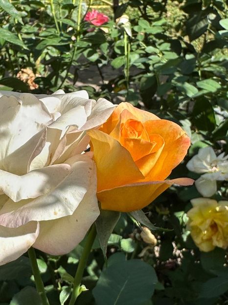 Imagine WhatsApp 2025-08-26 la 22.16.16_6d90bb23 - 0 00 0 10 26 08 2025 grd Roman