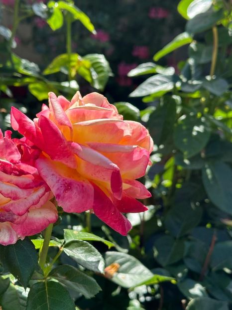 Imagine WhatsApp 2025-08-26 la 22.16.16_6f7abedf - 0 00 0 10 26 08 2025 grd Roman