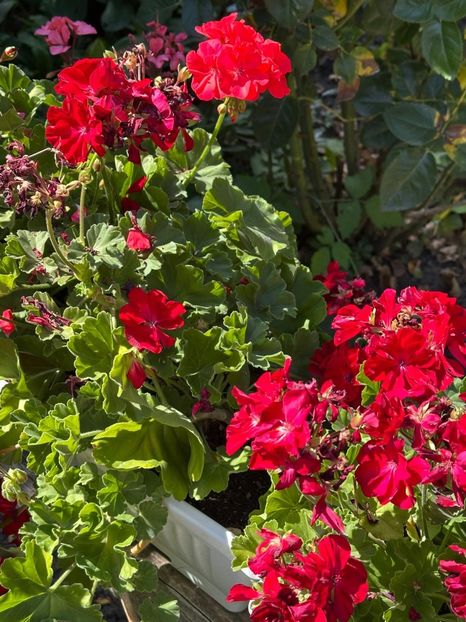 Imagine WhatsApp 2025-08-26 la 22.16.16_8f1768ec - 0 00 0 10 26 08 2025 grd Roman