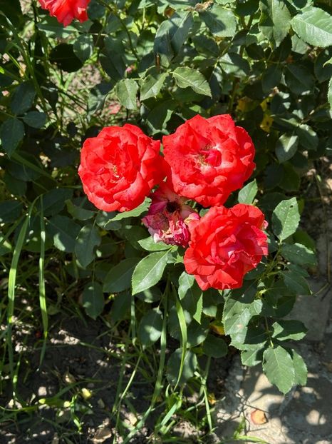 Imagine WhatsApp 2025-08-26 la 22.16.16_20a8c052 - 0 00 0 10 26 08 2025 grd Roman