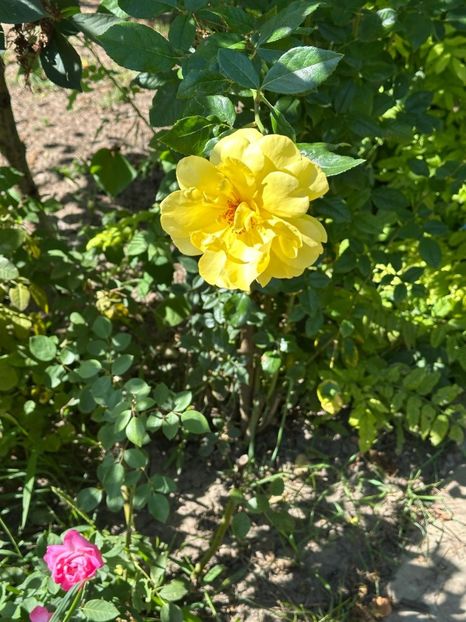 Imagine WhatsApp 2025-08-26 la 22.16.16_25d88647 - 0 00 0 10 26 08 2025 grd Roman