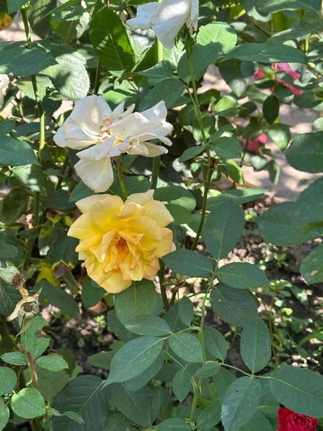 Imagine WhatsApp 2025-08-26 la 22.16.16_57aa21a4 - 0 00 0 10 26 08 2025 grd Roman