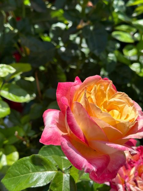 Imagine WhatsApp 2025-08-26 la 22.16.16_594f5672 - 0 00 0 10 26 08 2025 grd Roman