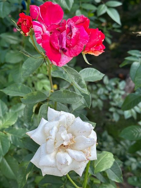 Imagine WhatsApp 2025-08-26 la 22.16.16_424122b9 - 0 00 0 10 26 08 2025 grd Roman