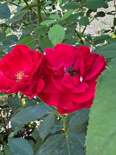 Imagine WhatsApp 2025-08-26 la 22.16.16_b29a450d - 0 00 0 10 26 08 2025 grd Roman