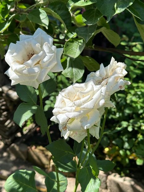 Imagine WhatsApp 2025-08-26 la 22.16.16_d98b116b - 0 00 0 10 26 08 2025 grd Roman