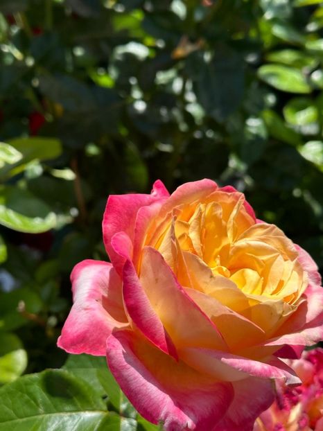 Imagine WhatsApp 2025-08-26 la 22.16.16_dadc29f1 - 0 00 0 10 26 08 2025 grd Roman