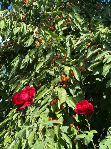 Imagine WhatsApp 2025-08-26 la 22.16.16_ecef14ef - 0 00 0 10 26 08 2025 grd Roman