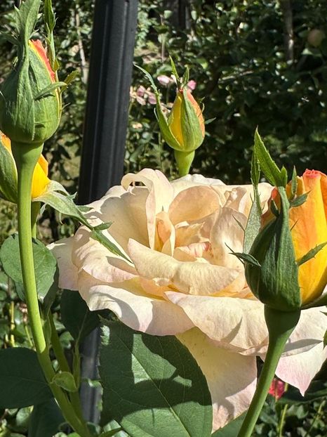 Imagine WhatsApp 2025-08-26 la 22.16.16_ef37f7de - 0 00 0 10 26 08 2025 grd Roman