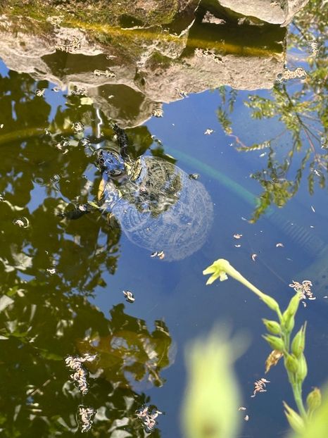 Imagine WhatsApp 2025-08-26 la 22.16.17_68f352cf - 0 00 0 10 26 08 2025 grd Roman