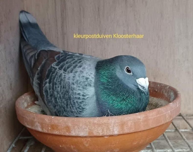  - Nu îmi aparțin 10