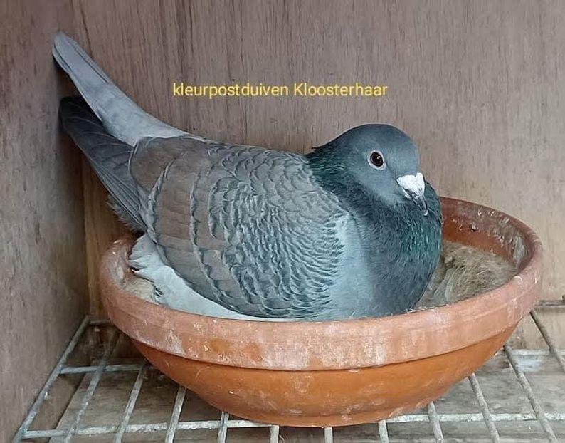  - Nu îmi aparțin 10