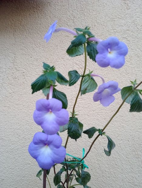  - Longiflora Major