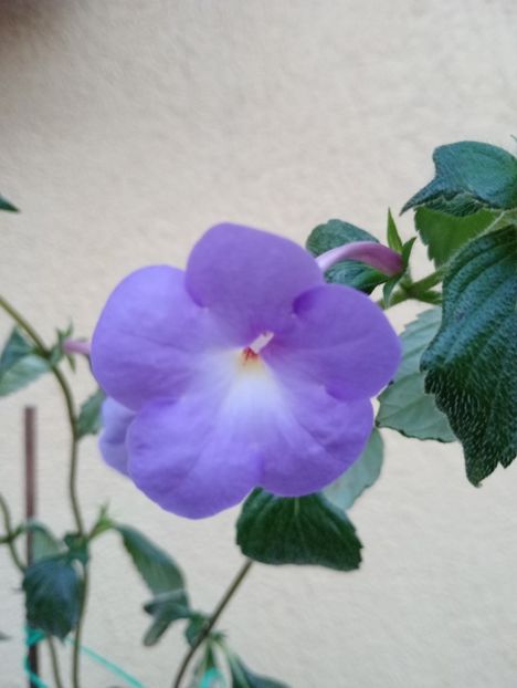  - Longiflora Major