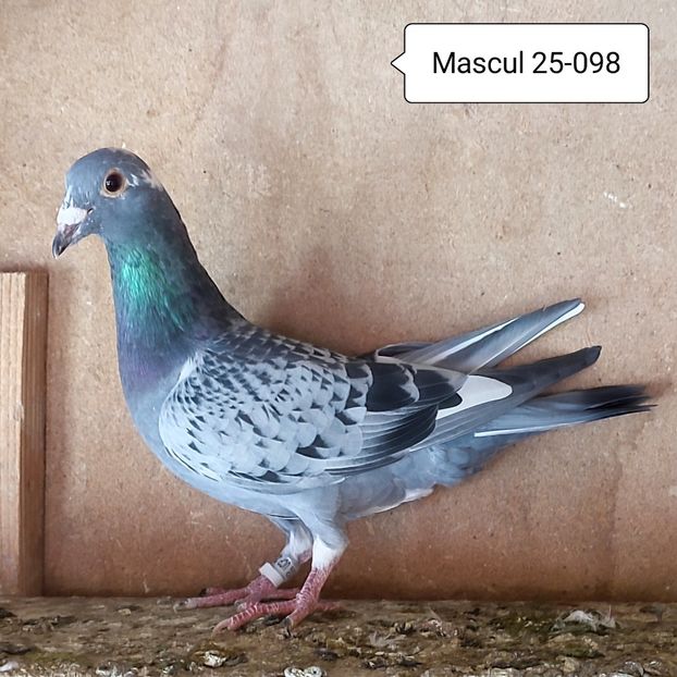 Mascul 25-098 - Stropit list