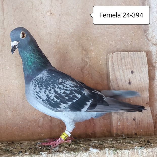 Femela 24-394....-10 lei - Porumbei vanduti