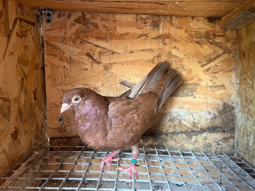 1827/25 - 8-lot zbor 2025