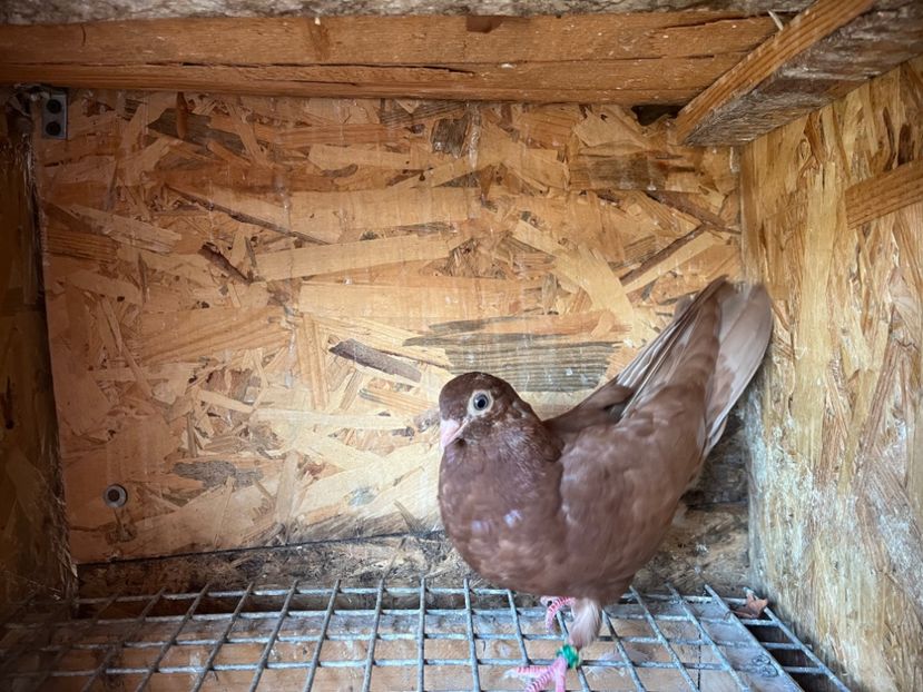 1828/25 - 8-lot zbor 2025