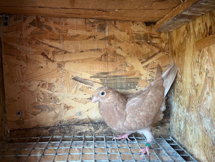 1840/25 - 8-lot zbor 2025