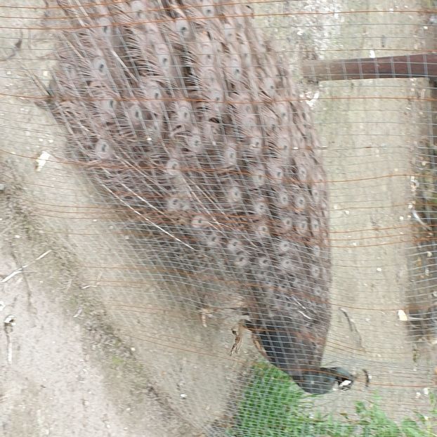  - Buford Bronze Black Shoulder