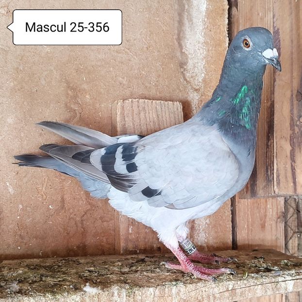 Mascul 25-356 - Vanat