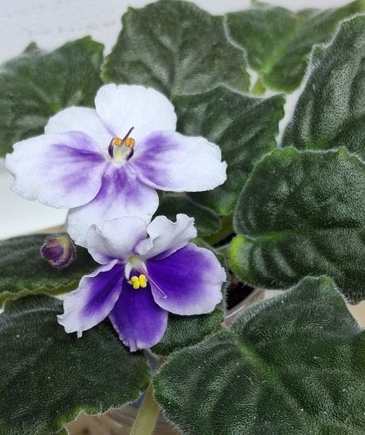  - Chimera Adel din semințe și hibrizii ei