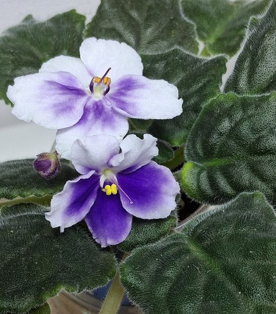  - Chimera Adel din semințe și hibrizii ei