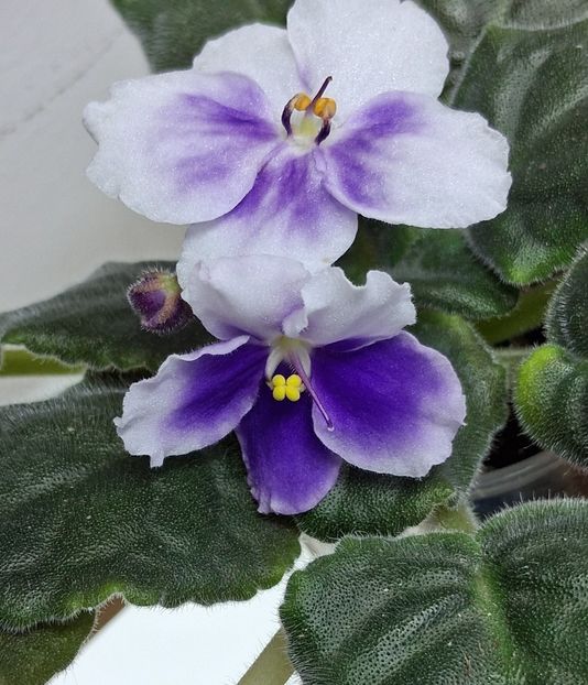  - Chimera Adel din semințe și hibrizii ei