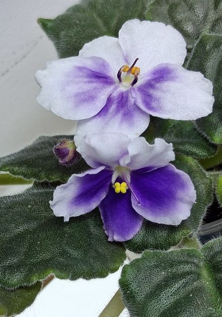  - Chimera Adel din semințe și hibrizii ei