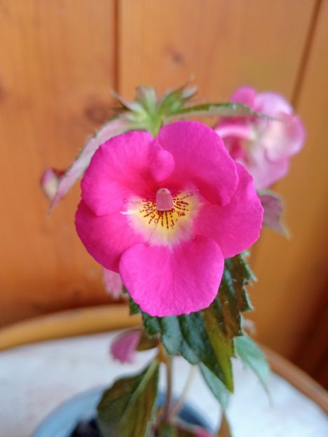 BriDs Rosie - - - - 2025