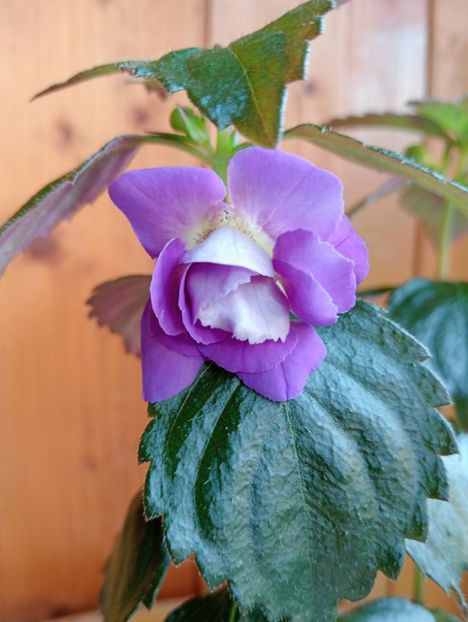 BriDs Christine - - - - 2025