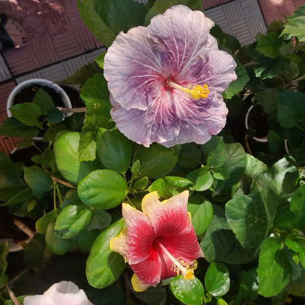 27.08.2025 - HIBISCUSI 2025-4