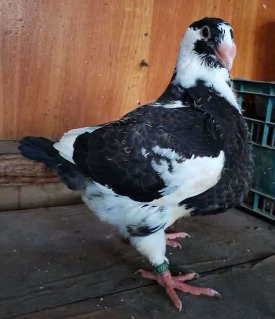 ? 2025 - AGH PENTRU 2026