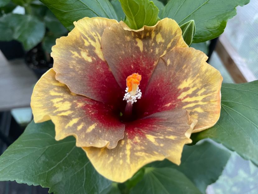  - MMT Pamant romanesc