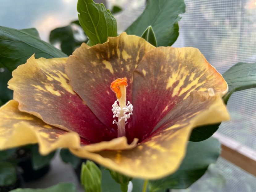  - MMT Pamant romanesc